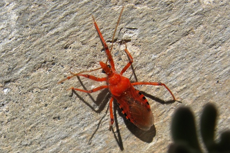 Reduviidae color rosso fuoco